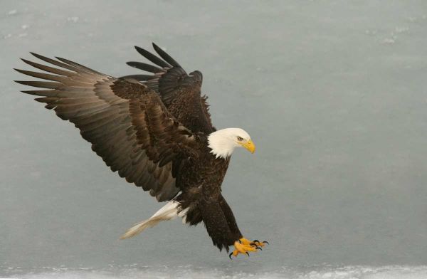 USA, Alaska, Homer Bald eagle in landing posture